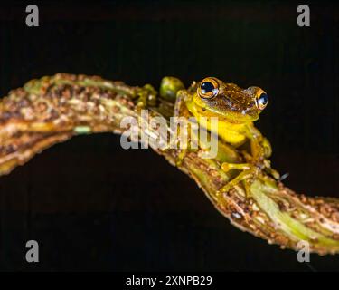 Sipurio-Schnauzen-Baumrog oder Oliven-Schnauzen-Baumrog (Scinax elaeochroa), karibische Tiefländer von Nicaragua, Panama und Costa Rica Stockfoto