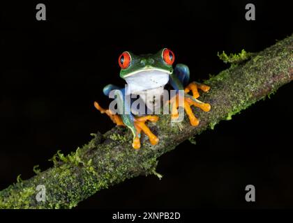 Der Rotaugenfrosch ist eine Art von Frosch (Agalychnis callidryas) aus der Unterfamilie Phyllomedusinae, Costa Rica Stockfoto
