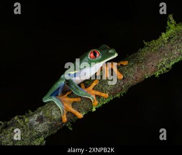 Der Rotaugenfrosch ist eine Art von Frosch (Agalychnis callidryas) aus der Unterfamilie Phyllomedusinae, Costa Rica Stockfoto