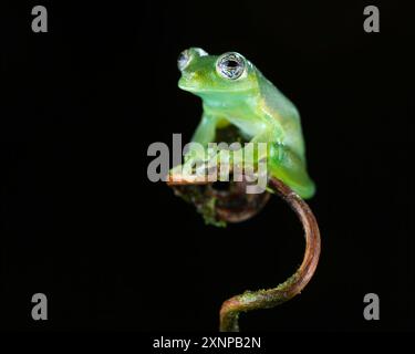 Stachelglasfrosch (Teratohyla spinosa), Costa Rica Stockfoto