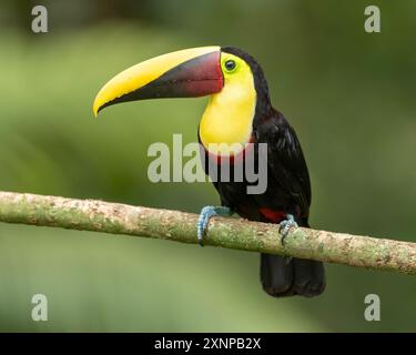 Gelbschlauchtukan (Ramphastos ambiguus), Costa Rica Stockfoto