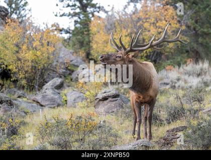 Rocky Mountain Bull Elk (Cervus canadensis) während der Fahrt im Rocky Mountain National Park, Colorado Stockfoto