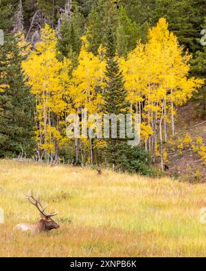 Rocky Mountain Bull Elk (Cervus canadensis) während der Fahrt im Rocky Mountain National Park, Colorado Stockfoto