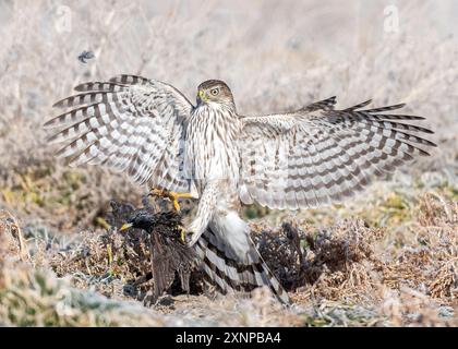 Coopers Hawk (Accipiter cooperii) Jagd im Flug, Utah, Nordamerika Stockfoto