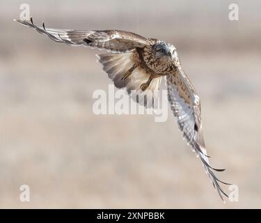 Rauer Hawk oder Bussard (Buteo lagopus), im Winter, Utah, Nordamerika Stockfoto