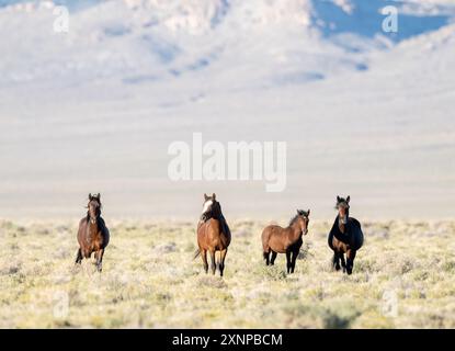 Wilde Pferde in Tonopah, Nevada Stockfoto