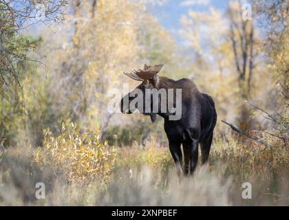 Bull Moose (Alces Alces) während der Herbstfalle, Grand Teton National Park, Wyoming Stockfoto