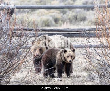 Grizzlybär (Ursus arctos horribilis), bekannt als Cunningham oder Grizzly 926 mit Jungen im Grand Teton National Park, Wyoming Stockfoto