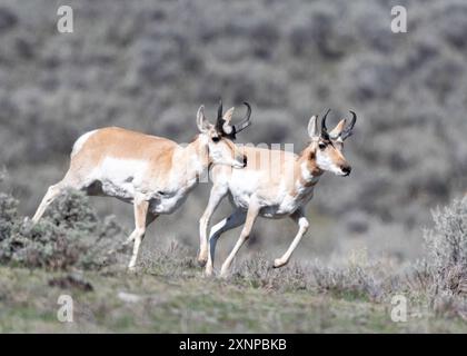 Pronghorn (Antilocapra americana) spielt im Yellowstone National Park, Wyoming Stockfoto