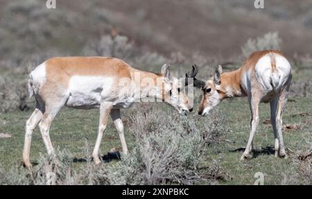 Pronghorn (Antilocapra americana) spielt im Yellowstone National Park, Wyoming Stockfoto