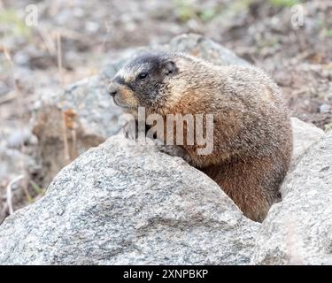 Gelbbauchmürtel oder Felsenfutter (Marmota flaviventris) spielt zwischen den Felsen, Yellowstone National Park, Stockfoto