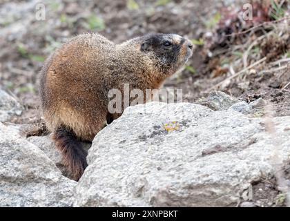 Gelbbauchmürtel oder Felsenfutter (Marmota flaviventris) spielt zwischen den Felsen, Yellowstone National Park, Stockfoto