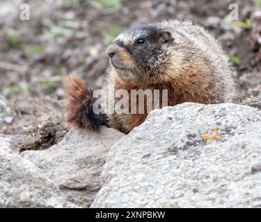 Gelbbauchmürtel oder Felsenfutter (Marmota flaviventris) spielt zwischen den Felsen, Yellowstone National Park, Stockfoto