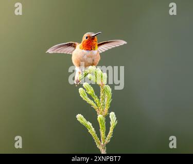 Allens Kolibri (Selasphorus sasin) im Frühling im UC Santa Cruz Arboretum, Kalifornien Stockfoto