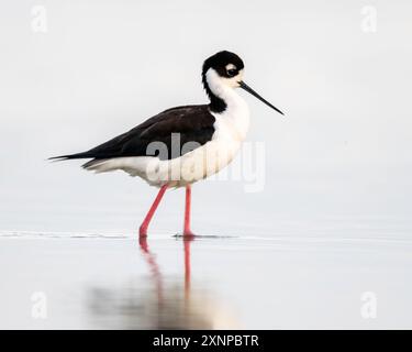 Schwarzhals-Pfahlpflaster in der San Francisco Bay, Nordkalifornien Stockfoto