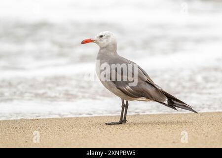 Hermann's Möwe (Larus heermanni) entlang der Pazifikküste Kaliforniens Stockfoto