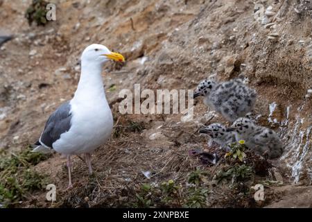 Eine Westmöwe (Larus occidentalis) besucht ihr Nest mit jungen Küken entlang der Pazifikküste, Kalifornien. Stockfoto