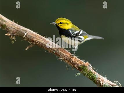 Schwarzkehlchen (Setophaga virens), die während eines Zwischenstopps in Galveston, Texas, während des Frühlingszuges thronten Stockfoto