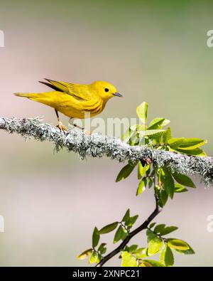 Der Gelbschwanzer (Setophaga petechia) hockte während eines Zwischenstopps in Galveston, Texas, während der Frühjahrswanderung Stockfoto