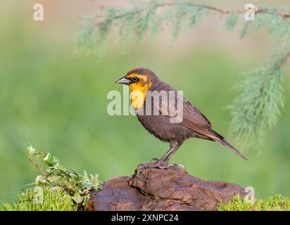 Gelbköpfiger Schwarzvogel (Xanthocephalus xanthocephalus), der während des Frühlingszuges auf einem Hügel in Galveston Texas, USA, thronte Stockfoto