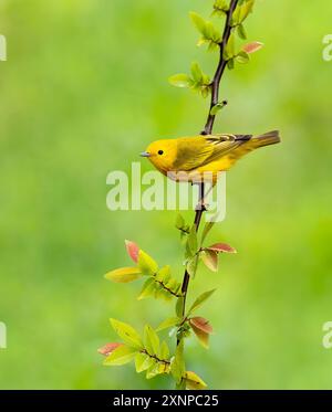 Der Gelbschwanzer (Setophaga petechia) hockte während eines Zwischenstopps in Galveston, Texas, während der Frühjahrswanderung Stockfoto