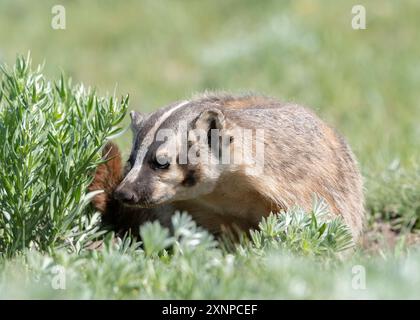 Ein Dachs, der mit Ground Squirrel in ihre Höhle zurückkehrt, im Yellowstone-Nationalpark, Wyoming, USA Stockfoto