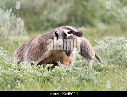 Ein Dachs, der mit Ground Squirrel in ihre Höhle zurückkehrt, im Yellowstone-Nationalpark, Wyoming, USA Stockfoto