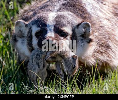 Ein Dachs, der mit Ground Squirrel in ihre Höhle zurückkehrt, im Yellowstone-Nationalpark, Wyoming, USA Stockfoto