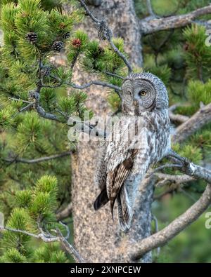 Great Grey Owl (Strip Nebeln) im Grand Teton National Park, Wyoming, USA Stockfoto