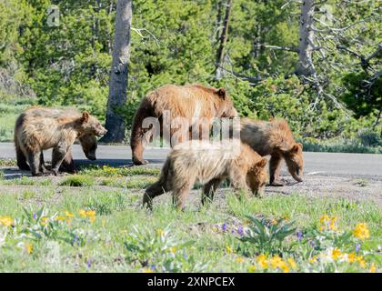 Grizzly 399 und vier zweijährige Jungen im Grand Teton National Park, Wyoming Stockfoto