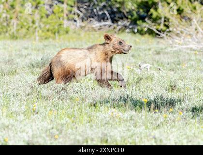 Grizzly 399 zwei Jahre alte Jungen spielen in der Nähe von Mama im Grand Teton National Park, Wyoming Stockfoto