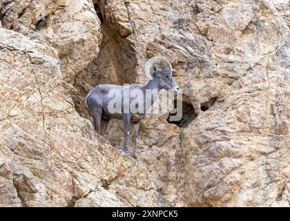 Desert Bighorn Sheep RAM auf Felsenklippe in Hawthorne, Kalifornien Stockfoto