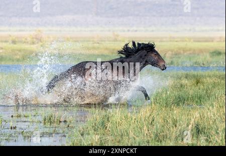 Wilde Pferde aus Benton, Kalifornien Stockfoto