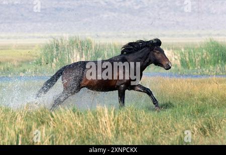 Wilde Pferde aus Benton, Kalifornien Stockfoto