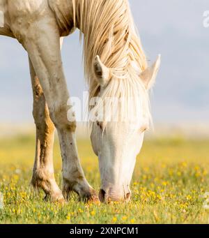 Wilde Pferde aus Benton, Kalifornien Stockfoto