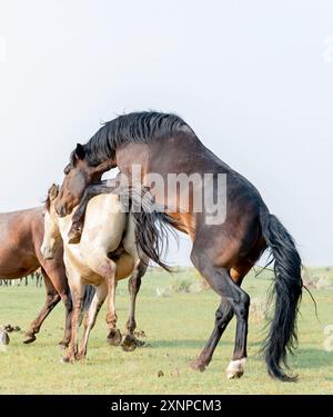 Wilde Pferde aus Benton, Kalifornien Stockfoto