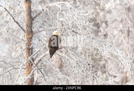 Ein Weißkopfadler (Haliaeetus leucocephalus) sitzt auf einem gefrorenen Zweig nach einem Wintersturm im Yellowstone-Nationalpark, Wyoming Stockfoto