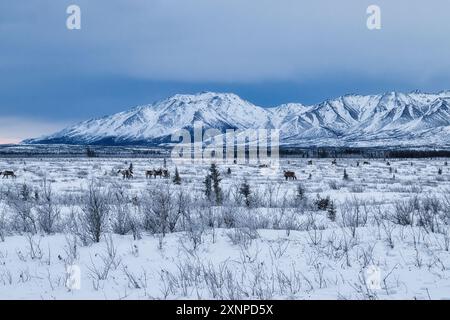 Eine Karibusherde mit Bergen in der Ferne neben dem Richardson Highway in der Nähe von Delta Junction, Alaska an einem Wintertag. Stockfoto