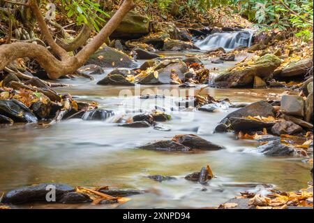 Herbstlaub säumen einen Gebirgsbach in der Nähe von Asheville, North Carolina, in den Blue Ridge Mountains. (USA) Stockfoto