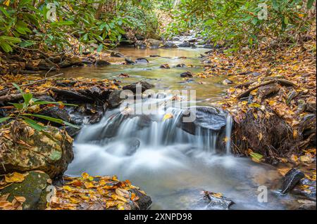 Herbstlaub säumen einen Gebirgsbach in der Nähe von Asheville, North Carolina, in den Blue Ridge Mountains. (USA) Stockfoto