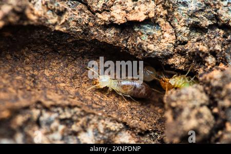 Nahaufnahme von Arbeitertermiten, die im Nest auf dem Waldboden wandern, Termiten, die in Schlammrohren wandern, kleine Termiten, selektiver Fokus. Stockfoto