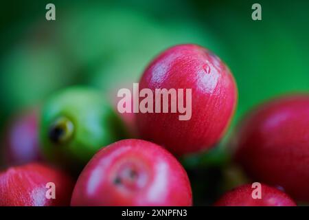 Nahaufnahme der gereiften Robusta-Kaffeebohnen, die noch auf dem Stiel stehen und bereit für die Ernte sind Stockfoto