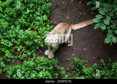 Der kanadische Puma concolor, auch bekannt als Panther, Berglöwe, catamount und puma Stockfoto