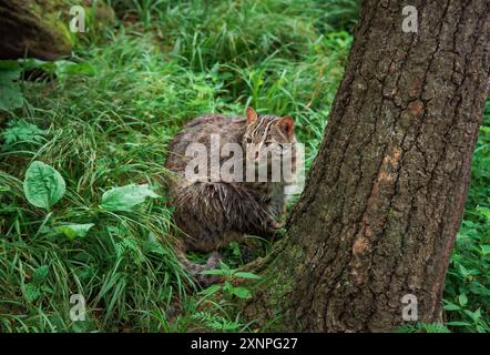 Die Amurleopardenkatze (Prionailurus bengalensis euptilura) lebt im russischen Wald im Fernen Osten. Stockfoto