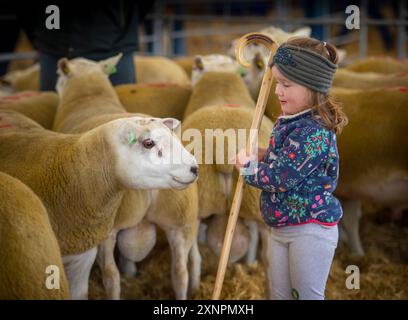 Schottland , Vereinigtes Königreich , Nachrichten die 2018 Border Union RAM Sales, Kelso findet heute, Freitag, den 14. September 2018, statt Stockfoto