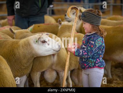 Schottland , Vereinigtes Königreich , Nachrichten die 2018 Border Union RAM Sales, Kelso findet heute, Freitag, den 14. September 2018, statt Stockfoto