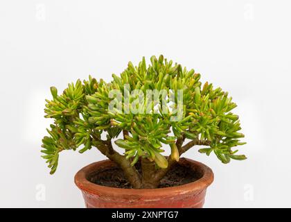 Crassula ovata 'Gollum' oder Gollum Jade Pflanze mit einer einzigartigen röhrenförmigen Blätter aus der Nähe Stockfoto