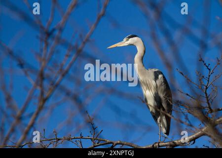 Ein grauer Reiher (Ardea cinerea), der in einem Park in Kanagawa, Japan, in Ästen thront. Stockfoto