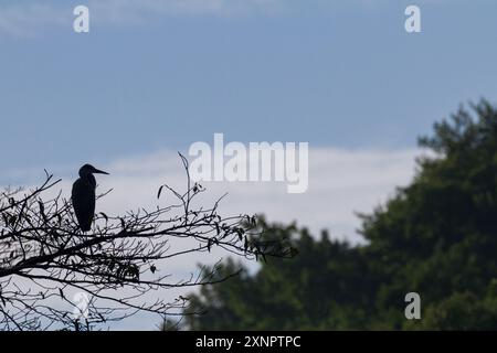 Silhouette eines grauen Reihers (Ardea cinerea) in einem Baum in einem Park in Kanagawa, Japan. Stockfoto