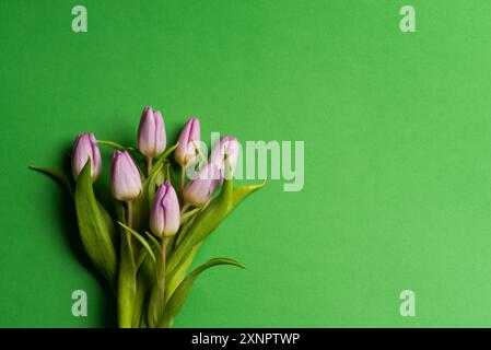 Ein minimalistisches Bild mit einem Strauß violetter Tulpen auf einem hellgrünen Hintergrund. Der schlichte und dennoch auffällige Kontrast unterstreicht die Eleganz A Stockfoto